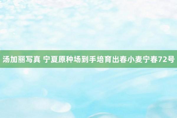 汤加丽写真 宁夏原种场到手培育出春小麦宁春72号